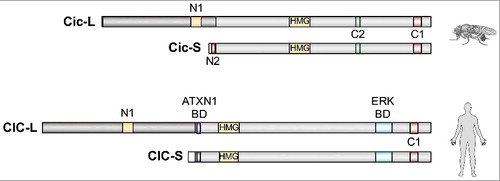 Figure 3. Structure and conservation of CIC orthologs from Drosophila and humans. Both species express CIC-L and CIC-S isoforms with alternative N-terminal regions. These isoforms display overlapping distributions in multiple tissues (particularly in mammals [Citation22,Citation25]), although very little is known about the mechanisms controlling these patterns of expression both in Drosophila and in mammals. Studies in Drosophila have revealed a key difference between Cic-S and Cic-L: Cic-S contains a specific motif called N2 which is critical for Gro-mediated repression in the embryo [Citation24]. Conversely, the Cic-L isoforms share a domain of unknown function (N1) in their N-terminal regions [Citation23,Citation24]. Other than that, the functional differences between these isoforms remain poorly understood. All short and long isoforms share the HMG-box and C1 domains involved in DNA binding. Although the ATXN1 binding domain (BD) characterized in mammalian CIC proteins [Citation23,Citation26] is only moderately conserved in Drosophila Cic [Citation23] (not shown), Ataxin-1 has been identified in a screen for Cic interactors in Drosophila embryos [Citation18]. The C2 MAPK docking site of Drosophila Cic and a distinct ERK BD of human CIC are also indicated [Citation5,Citation27].