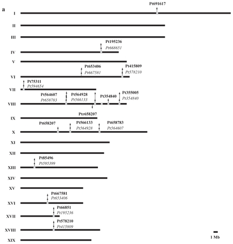 Figure 5 Genomic organization (to scale) of TPX2 genes in the genomes of (a) Populus trichocarpa, (b) Oryza sativa, and (c) Arabidopsis thaliana.