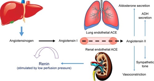 Figure 1 The renin–angiotensin–aldosterone system.
