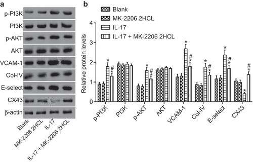 Figure 6. IL-17 regulates endothelial cell activation through the AKT signaling pathway. (a), The gray values of PI3K, p-PI3K, p-AKT, AKT, E-selectin, VCAM-1, COL-IV and CX43 protein bands; (b): The histogram of relative protein levels of PI3K, AKT, E-selectin, VCAM-1, COL-IV and CX43 as well as the extent of AKT and PI3K phosphorylation; *, p < 0.05 vs. the blank group; #, p < 0.05 vs. the IL-17 group; IL, interleukin; Col-IV, Collagen 4; VCAM-1, vascular cell adhesion molecule 1; AKT, serine/threonine kinase; all data were measurement data, expressed as mean ± standard deviation and analyzed by one-way analysis of variance; the experiment was repeated for three times.