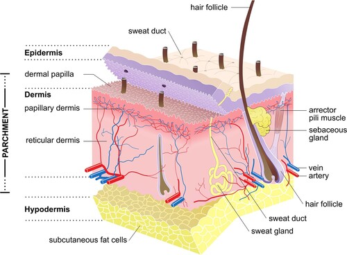 Figure 2. Structure of mammalian skin and the layers typically present in parchment (Source: Sean Doherty, Wikimedia Commons).