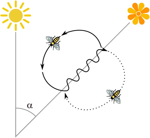 Figure 2. A graphical depiction of the honey bee waggle dance. From a top-down view, the difference in angle between the location of the food source and the azimuth of the sun relative to the location of the hive is denoted alpha [a]. This information is used by forager bees, determining the angle of their waggle dances in the hive relative to the direction of gravity. Reprinted with permission under a CC 3.0 BY-SA license (Megan Chiovaro and Alexandra Paxton, https://osf.io/s7zau/).