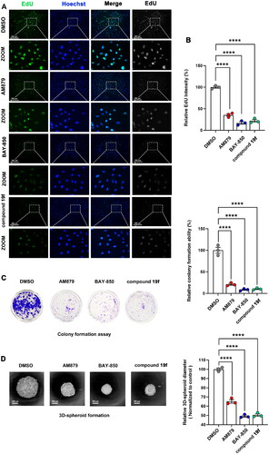 Figure 6. Comparison of the antiproliferative ability of compound 19f, BAY-850 and AM879 on BT-549 cells. (A) BT-549 cells were treated with 10 μM compound 19f, BAY-850 and AM879, the newly synthesised DNA was detected using EdU-488, and the nuclei were labelled with Hoechst 33258. Scale bar = 200 μm. (B) Relative EdU-488 intensity was quantified with Image J, and the mean intensity value of the control group was 100%. ****p < 0.0001, compared with the control group. (C) Colony formation assay were used to detect the long-term cell proliferation ability after compound 19f, BAY-850 and AM879 treatment. Relative colony formation ability was quantified with Image J, and the mean value of the control group was 100%. ****p < 0.0001, compared with the control group. (D) 3D spherical plates were used to investigate the effect of compounds on the formation of cell spheres. Relative 3D cell spheres diameter was quantified with Image J, and the mean value of the control group was 100%. ****p < 0.0001, compared with the control group.