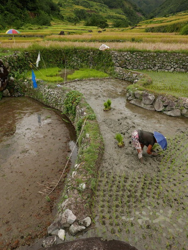 Figure 4. A woman transplants a new lowland variety in Hungduan. Note that mature rice in surrounding fields is waiting to be harvested. Photo credit: Dominic Glover.