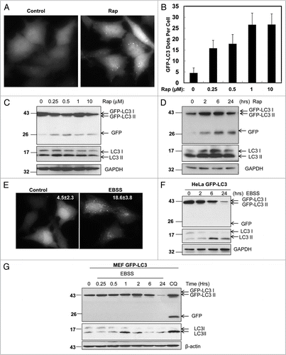 Figure 1 Rap but not EBSS increases free GFP fragments from GFP-LC3. (A) Stable GFP-LC3 HeLa cells were treated with 0.25 Rap for 6 hrs. Live cell images were obtained by using a Nikon Eclipse 200 fluorescence microscope. A representative image from three independent experiments is shown. (B) GFP-LC3 HeLa cells were treated with the indicated concentrations of Rap for 6 hrs and the average number of GFP-LC3 dots per cell was quantified. Data (mean ± SD) are representative of at least three independent experiments. (C and D) GFP-LC3 HeLa cells were treated with increasing concentrations of Rap, as indicated, for 6 hrs (C) or with 10 uM Rap for the indicated time points (D). Total lysates were prepared and subjected to immunoblot analysis. (E) Stable GFP-LC3 HeLa cells were cultured in DMEM or in EBSS buffer for 6 hrs. Images were taken using a Nikon Eclipse 200 fluorescence microscope and representative images are shown. The number of GFP-LC3 dots per cell in each condition was quantified. Data (mean ± SD) are representative of at least three independent experiments. Stable GFP-LC3 HeLa (F) and MEF cells (G) were cultured in EBSS buffer for the designated time points. CQ (10 µM) was used to treat cells in culture medium for 24 hrs. Total lysates were prepared and subjected to immunoblot analysis.