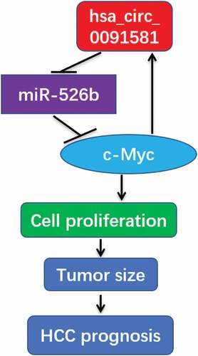 Figure 5. Diagram showing roles of hsa_circ_0091581/miR-526b/c-Myc/hsa_circ_0091581 positive feedback loop in HCC