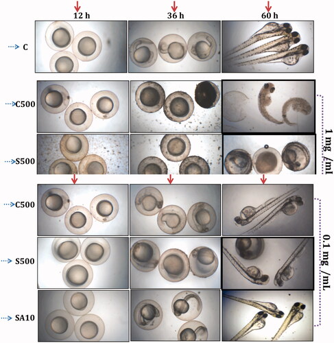 Figure 10. In vivo toxicity assessment of prepared MgO NPs in zebrafish embryos.