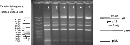 Figura 1. Amplificación múltiple por PCR para Escherichia coli O157:H7 y Salmonella spp. con diferentes concentraciones de DNA. Los genes amplificados son eaeA, uidA, stlI, stlII, invA y pBS, correspondientes a E. coli (los cuatro primeros), Salmonella spp. y pBS respectivamente. Gel de agarosa al 3% teñido con bromuro de etidio 0,5μg/ml. PCR con dos mM de Mg++. En el carril uno se encuentra el marcador de peso molecular correspondiente a pBR322/Msp1. En el carril dos se observa la amplificación múltiple con 0,00000015 ng de DNA/μl; en el carril tres se observa la amplificación múltiple con 0,00015 ng de DNA/μl; en el carril cuatro se observa la amplificación múltiple con 0,0015 ng de DNA/μl; en el carril cinco se observa la amplificación múltiple con 0,15 ng de DNA/μl; en el carril seis se observa la amplificación múltiple con 15 ng de DNA/μl. En el carril siete, control positivo. Figure 1. Multiple PCR amplification for E. coli O157:H7 y Salmonella spp. using different concentrations of DNA. The genes to amplify are eaeA, uidA, stlI, stlII, invA y pBS, from E. coli (the first four) and Salmonella spp. and pBS respectively. Agarose gel at 3% tainted with ethidium bromide at 0.5 mg/ml. PCR with two mM of Mg++. Track one: molecular weight marker pBR322/Msp1. Track two: multiple amplification 0.00000015 ng de ADN/ml. Track three: multiple amplification 0.00015 ng de ADN/ml. Track four: multiple amplification 0.0015 ng de ADN/ml. Track five: multiple amplification 0.15 ng of ADN/ml. Track six: multiple amplification 15 ng de ADN/ml. Track seven: positive control.