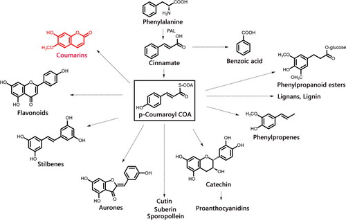 Figure 2. Phenylpropanoids general biosynthetic pathway.