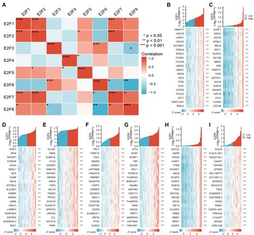 Figure 6 Correlation heatmaps of E2Fs and their most correlated genes in chRCC. (A) Correlation heatmap of different expressed E2Fs in chRCC. Red and blue cells indicate co-occurrence and mutual exclusivity, respectively. (B–I) Correlation heatmap of E2F1-8 expression and their top 20 correlated genes. *p< 0.05; **p<0.01; ***p<0.001.