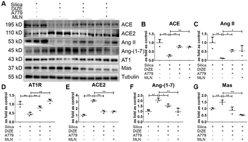 Figure 10 DIZE regulates RAS in SiO2-treated MLE-12 alveolar type II epithelial cells. (A) Western blot showing the protein expression of ACE (B), Ang II (C), AT1R (D), ACE2 (E), Ang-(1–7) (F), and Mas (G) in silica-treated MLE-12 cells subjected to various treatment combinations with DIZE, A779, and MLN-4760. Values represent the mean ± SD, n = 3 independent experiments, fold change is expressed relative to the control (silica only), *P< 0.05 vs corresponding group, **P<0.01 vs corresponding group.