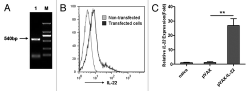 Figure 1. Cloning of murine IL-22 and expression in vitro and vivo; (A) The DNA sequence of IL-22 was cloned by overlap PCR (Lane M: DL2000 markers, Lane 1: the cloned IL-22); (B) 48 h after transfection with pVAX-IL-22, BHK cells and non-transfected cells were intracellularly stained with anti-IL-22-PE and analyzed by FACSCalibur; (C) RNA was extracted from injected mouse muscle on day 3 after primary immunization. The expression of IL-22 gene was quantified by Q-PCR, normalized with GAPDH (**p < 0.01).