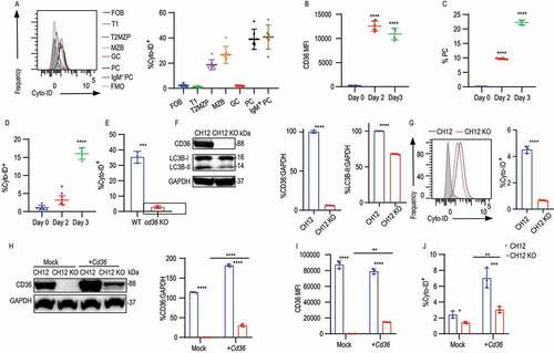 Figure 3. CD36 deficiency in B cells results in impaired autophagy. (A) Distribution of fluorescence (left) and quantification of MFI (right) of Cyto-ID staining in splenic B cells from C57BL/6 mice. (B-D) MFI of CD36 staining, frequency of Cyto-ID staining, and percentage of PCs in purified splenic B cells cultured in medium containing LPS for 2 and 3 days (D) in comparison with 0 d. (E) Histogram of Cyto-ID staining in LPS stimulated B cells from WT and cd36 KO mice. (F) Western blot analysis of CD36 and LC3B protein levels in CH12 and CH12 KO cells. GAPDH serves as a loading control throughout. Right, quantification of band intensity. (G) Representative histograms (left) and quantification of Cyto-ID staining (right) in CH12 and CH12 KO. (H) Immunoblot analysis of CD36 expression in CH12 and CH12 KO cells transfected with empty vector (Mock) or plasmid with Cd36 (+Cd36). Right, quantification of band intensity. (I-J) Histograms showing CD36 and Cyto-ID staining in transfected cells. Data are representative of three independent experiments. *P < 0.05, **P < 0.01 and ***P < 0.001 (Mann-Whitney test)