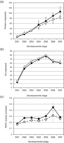 Figure 1. Changes in PEPC activity and accumulation of protein and oil in seeds of two cultivars, Enrei and Tamahomare, during seed maturation. A: amount of proteins per seed, B: PEPC activity per seed. Black and white circles indicate the cultivar, Enrei and Tamahomare, respectively. Error bar represents standard error (n = 3).