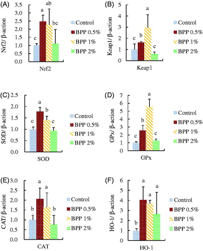 Figure 2. The effect of banana peel powder (BPP) on liver (A) Nrf2, (B) Keap1, (C) SOD, (D) GPx, (E) CAT, and (F) HO-1 mRNA expression in 35d broiler chickens. Results are mean ± SD, and 6 birds per group. a,b,cMeans within the same rows without the same superscript letter are significantly different (p < .05).