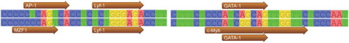 Figure 4. The variations of the transcription factor binding sites in the 5'-terminal sequences of the IGFBP-6 gene.