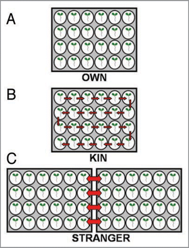 Figure 4 The panel A, B, C represents the experimental set up for OWN, KIN and STRANGER treatments. The arrows in the panel indicates the transfer of plants into exposure to KIN/STRANGER root exudates.