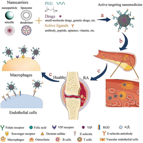 Figure 1. Schematic illustration of active targeting nanomedicine for RA treatment. (a) therapeutic drugs loaded-nanocarriers were modified with PEG and active ligands to form the active targeting nanomedicine; (b) PEGlyation prolonged the blood circulation time of nanomedicine; (c) modification with specific ligands facilitated the active delivery of nanomedicine to inflamed tissues and cells.