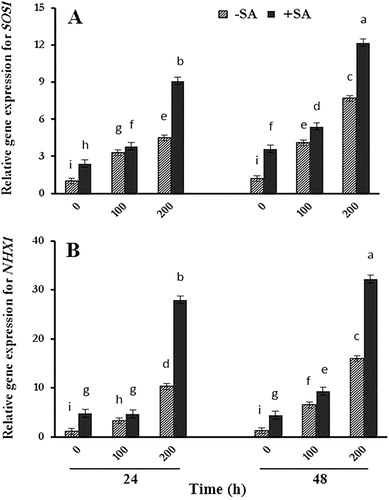 Figure 1. RT-qPCR analyses of A SOS1 and B NHX1 genes transcript of safflower plants treated with salinity and SA after 24 and 48 h. The groups are −SA (plants with no SA treatment) and +SA (plants sprayed with 1 mM SA every other day). B-Actin was used as an endogenous control to normalize the data for input RNA difference between the various samples. Columns indicate mean ± SE.