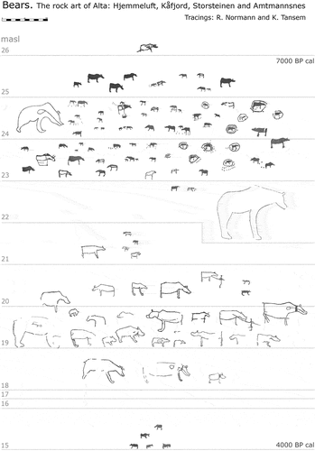 Fig. 3. All the recorded engraved bears in Alta at approximate elevation, save the one at Isnestoften. Bears on the same elevations are generally assumed to be of the same age. Characteristics of style justify this notion, though variations in and across phases also occur. (Illustration: K. Tansem, based on tracings by R. Normann and K. Tansem).