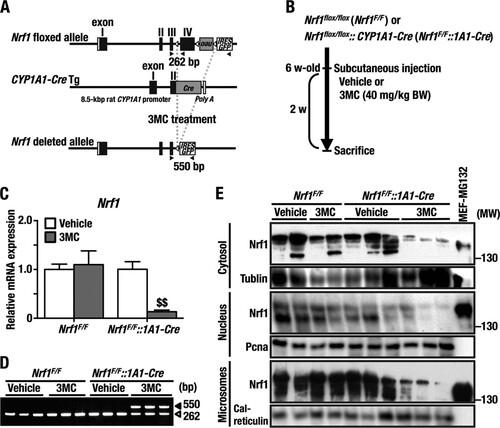 FIG 1 Generation of the 3MC-inducible liver-specific Nrf1 knockout mouse. (A) Genomic structure of the Nrf1-floxed allele, the CYP1A1-Cre transgene, and the Nrf1-deleted allele after Cre-mediated recombination. Black boxes, open boxes, and gray boxes indicate Nrf1 coding, noncoding, and Cre coding exons, respectively. Open arrowheads are loxP sites, and filled arrowheads are primers for detection of the Nrf1-floxed and -deleted alleles. (B) Experimental scheme employed to knock out the Nrf1 gene. (C) Expression of Nrf1 mRNA in the liver from each of the four groups of mice (Nrf1F/F+Vehicle, Nrf1F/F+3MC, Nrf1F/F::1A1-Cre+Vehicle, and Nrf1F/F::1A1-Cre+3MC) determined by qRT-PCR. The results are normalized against mRNA for β-actin and are shown as relative mRNA levels using the expression level in Nrf1F/F+Vehicle as 1.0. Error bars represent standard errors of the means (SEM) (n = 6). The statistical significance of results, compared with data from the Nrf1F/F+Vehicle group, was calculated using one-way ANOVA with the Newman-Keuls multiple-comparison test. $, significant decrease; $$, P = 0.01 to 0.001. (D) PCR analyses to detect the Nrf1-floxed and -deleted alleles in liver genomic DNA. The 262-bp PCR band represents the floxed allele, and the 520-bp band represents the deleted allele. (E) Immunoblot analyses for Nrf1 protein in cytosolic, nuclear, and microsomal fractions with polyclonal Nrf1 antibody. Tubulin, PCNA, and calreticulin were used as loading controls for cytosolic, nuclear, and microsomal proteins, respectively. Individual lanes represent the protein samples from separate mouse livers. The right-hand lane (lane 11) shows cellular lysate from MG132-treated MEF cells as a positive control for Nrf1 protein. We repeated this experiment three times, and results were reproducible. Representative results are presented.