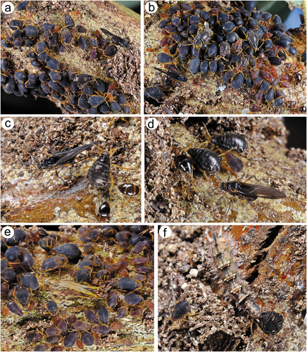 Figure 32. Biology of S. yushanensis: (a, b) colony of numerous apterous viviparous females and one alate viviparous female showing the pigmentation. Freshly molted individuals are characterized by shiny dorsum in contrast to the matt ones, (c, d) freshly molted apterous viviparous female and alate viviparous female visited by ants, (e) colony of mostly larvae of apterous viviparous females and nymphs of alate viviparous females and a freshly molted alate viviparous females with pale wings, (f) adult apterous viviparous female attacked by a neuropteran larva.