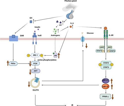Figure 1 The regulation mechanism of luteinizing hormone (LH) and growth hormone (GH) on glucose homeostasis. LH indirectly affects glucose homeostasis by interfering with related signaling pathways through androgens and inflammatory mediators, while GH interferes with insulin signaling through p85α.