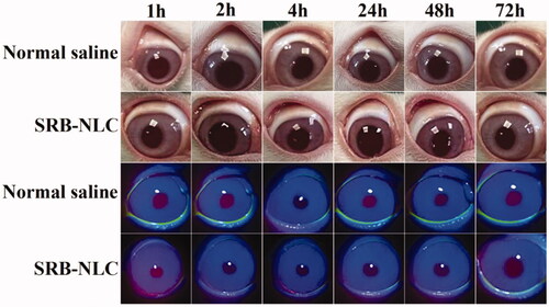 Figure 8. Results of rabbit eye irritation after single instillation of SRB-NLC (0.05%) and saline. The ocular conditions of each group were observed at different time points.