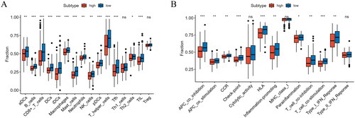 Figure 9. Analysis of immune cell abundance and immune function in high/low-risk groups. (A) Expression levels of immune cells in high/low-risk groups. (B) Immune function levels in high/low-risk groups (*p < 0.05, **p < 0.01, ***p < 0.001).
