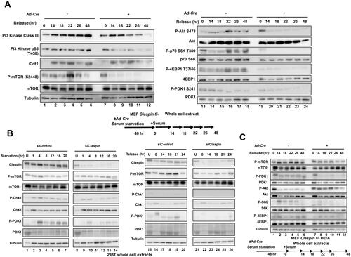 FIG 3 Effects of Claspin knockout on factors involved in the PI3K-Akt-mTOR pathway during the growth recovery from serum starvation. (A) Claspin (f/-) MEF cells, treated with Ad-Cre or untreated, were cultured in serum-free medium for 48 h. Cells were harvested at the indicated times after addition of serum, and the whole cell extracts were analyzed by Western blotting with indicated antibodies. (B) 293T cells were treated with siControl or siClaspin for 24 h, cultured in serum-free medium and harvested at indicated times (left). After 24 h of serum starvation, cells were released by addition of serum and harvested at indicated times (right). The whole cell extracts were analyzed by Western blotting with indicated antibodies. (C) Claspin (f/-) MEF cells exogenously expressing the DE/A mutant were treated with Ad-Cre or untreated and cultured in serum-free medium for 48 h. Growth was restarted by addition of serum and cells were harvested at indicated times. The whole cell extracts were analyzed by Western blotting with indicated antibodies.