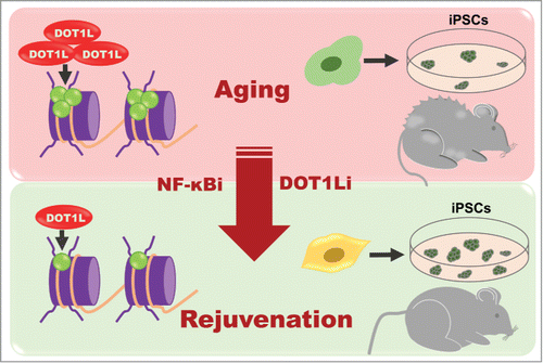 Figure 1. The role of DOT1L in cell reprogramming and aging. The methylation mark H3K79 increases with the inflammatory state associated with aging. Treatment with NF-κB or DOT1L inhibitors reduces the epigenetic mark H3K79 and leads to a rejuvenated state which ameliorates the reprogramming efficiency of aged cells and the age-associated features related with accelerated aging syndromes.