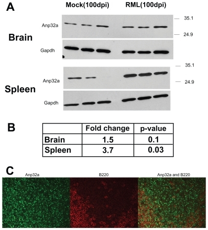 Figure 4 Anp32a protein accumulation in brain and spleen of scrapie-and mock-infected mice. A) Western blot results from three mock and three scrapie-infected mice at 100 days post-infection stained with anp32a antibodies, and stripped and reprobed with Gapdh antibodies. B) Densitometry analysis of western blot results showing relative amounts of anp32a accumulation in scrapie verses mock-infected mice. C) Anp32a (green) and B220 (red) antibody staining in spleen tissue from scrapie-infected mouse. Note: B220 is a B cell marker.