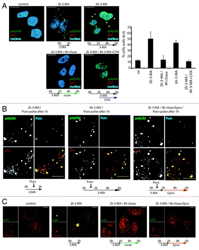 Figure 4. ALIS are dynamic structures forming upon autophagy inhibition and turning over by the proteasome. (A) HeLa cells were treated for 2 h or 6 h with 3-MA (2 h 3-MA / 6 h 3-MA), washed and left for further 4 h without drug (2 h 3-MA / 4 h chase), or were treated for 2 h with 3-MA and for the next 4 h, cycloheximide (CHX) was added (2 h 3-MA / 4 h 3-MA + CHX). Cells were Triton X-100 permeabilized prior to fixation, and stained for ALIS (p62 and FK2 polyubiquitin antibody) and nuclei (TOPRO-3). Cells were scored for the presence of ALIS (p62 and polyubiquitin double-positive structures outside the nucleus), mean and SEM of three independent experiments (right). (B) HeLa cells were treated for a total of 2 h or 6 h with 3-MA and received a 15 min-pulse of 0.1 µg/µl puromycin after the first hour (2 h 3MA/puro-pulse after 1 h and 6 h 3-MA / puro-pulse after 1 h, respectively), or were treated for 2 h with 3-MA (receiving a 15 min-puro-pulse after 1 h), washed and then treated for the remaining 4 h with Epoxomycin (2 h 3-MA / 4 h chase Epox / puro-pulse after 1 h). Cells were Triton X-100 permeabilized, fixed and stained for polyubiquitinylated protein (FK2 antibody, polyUbi, green), p62 (red) and puromycin-containing proteins (Puro, blue). Treatment schemes are represented at the bottom of the images. (C) Hela cells expressing mCherry-GFP-LC3 were left untreated (control), or treated with 3-MA for 2 h (2 h 3-MA), or treated with 3-MA for 2 h followed by a 4 h chase in the presence (2 h 3-MA + chase Epox) or absence (2 h 3-MA + chase) of epoxomycin. Autophagosome formation and acidification was monitored by confocal microscopy of eGFP and mCherry fluorescence. Treatment schemes are represented at the bottom of the images. All images are representative for at least three independent experiments. Bar, 10 µm.