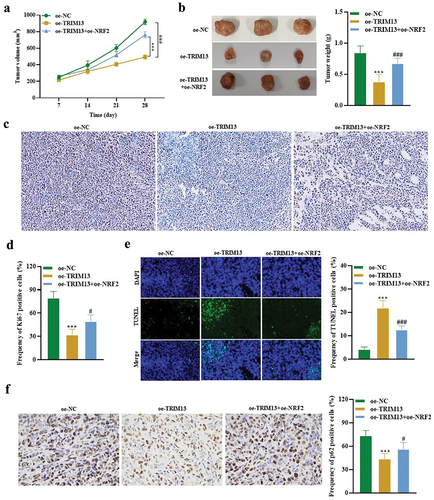 Figure 8. TRIM13 suppressed LUAD tumor growth through NRF2 in vivo.
