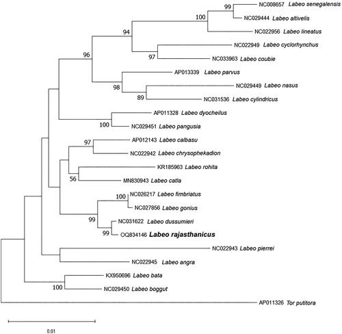 Figure 3. Maximum-likelihood phylogenetic tree using 13 mitochondrial protein-coding genes sequence of closely related 21 Labeo species and one out-group species Tor putitora. The percentage of trees in which the associated taxa clustered together is shown next to the branches and the tree is drawn to scale, with branch lengths measured in the number of substitutions per site. Sequences used in the present analysis are as follows: Labeo rajasthanicus (OQ834146), Labeo senegalensis (NC008657, Saitoh et al. Citation2006), Labeo altivelis (NC029444), Labeo lineatus (NC022956, Yang et al. Citation2012), Labeo cyclorhynchus (NC022949, Yang et al. Citation2012), Labeo coubie (NC033963), Labeo parvus (AP013339), Labeo nasus (NC029449), Labeo cylindricus (NC031536), Labeo dyocheilus (AP011328), Labeo pangusia (NC029451), Labeo calbasu (AP012143, Yang et al. Citation2012), Labeo chrysophekadion (NC022942, Yang et al. Citation2012), Labeo rohita (KR185963), Labeo catla (MN830943), Labeo fimbriatus (NC026217), Labeo gonius (NC027856), Labeo dussumieri (NC031622), Labeo pierrei (NC022943, Yang et al. Citation2012), Labeo angra (NC022945, Yang et al. Citation2012), Labeo bata (KX950696), Labeo boggut (NC029450), and Tor putitora (AP011326).