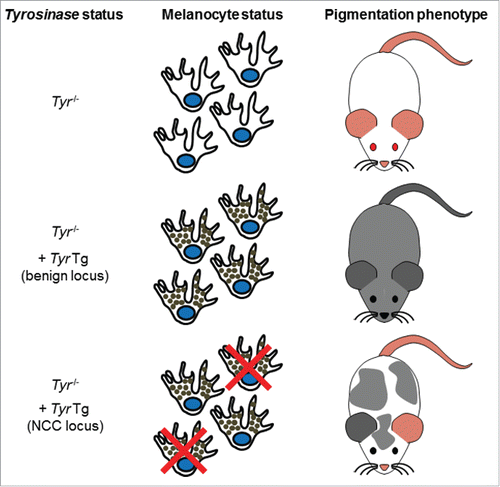 Figure 1. Description of the pigmentation-based forward genetic screen in albino mice. Albino mice are unpigmented due to a G to C nucleotide change at position 308 of the Tyr gene, causing a cysteine to serine mutation at amino acid 103 of the Tyrosinase protein. Reintroduction of a functional Tyr gene via transgenesis can rescue the albino phenotype. Tyr transgene-induced pigmentation is uniform if inserted in a locus not important for NCC and not uniform if inserted in a locus important for NCC.