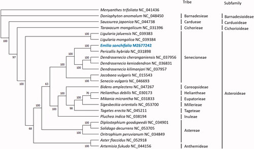 Figure 1. Phylogenetic tree reconstructed by maximum-likelihood (ML) analysis of 24 species. Menyanthes trifoliata NC_041436 from Menyanthaceae was used as outgroup.