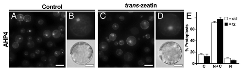 Figure 1 Analysis of the subcellular distribution of AHP4-GFP in wild-type Arabidopsis mesophyll protoplasts. (A–D) Representative images of GFP fluorescence signals from protoplasts transfected with plasmids encoding AHP4-GFP fusion proteins that have been treated with either water (control) or 1 µM trans-zeatin for 1 hr. (E) Quantification of data from (A–D). Values are the mean of three independent experiments, error bars indicate SE. Scale bars in (A and C) are 50 µm, scale bars in (B and D) are 25 µm. Methods are as described.Citation8