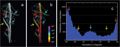 Figure 6. Reconstruction the spicule bundle of Spongilla lacustris skeleton with marked directions of individual megasclere based on µCT. (a) Branch with branchings. (b) Branch with color-marked angles of the megascleres according to the color scale (angle determined in relation to horizontal line). (c) Distribution of the angles between spicules.