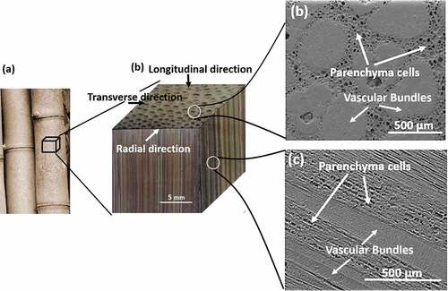 Figure 2. (a) Dried sample of bamboo, (b) 3D isometric projection of polished sample, (c) transverse and (d) longitudinal sections showing the parenchyma cells and vascular bundles