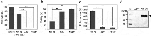 Figure 3. DLY-dependent human cell damage induced by bacterial culture supernatants and co-cultivation with bacterial cells. Hemolytic activity against human erythrocytes (a) and cytotoxicity against THP-1 (b) of supernatants prepared from overnight cultures of S. mitis strain Nm-76, its dly-deletion mutant (Δdly), and S. mitis type strain NS51T that does not possess the dly, were investigated and shown as hemolysis (%) and viability (%), respectively, relative to the control untreated with culture supernatant. (c) The DLY-dependent cytotoxicity of S. mitis strain Nm-76 against THP-1 was also evaluated by staining with PI under the co-cultivation conditions. The result is shown as PI fluorescence intensity (%) relative to the sample without co-cultivation with bacteria. PI fluorescence intensity derived from bacterial cells was subtracted from the fluorescence intensity measured in all sample cases. Samples were prepared in triplicates, and each was assayed twice. Representative results are shown as averages with standard deviations (SD). Significance of differences between S. mitis strain Nm-76 and Δdly mutant, or between Nm-76 and NS51T was evaluated using F-tests followed by Welch’s t-tests or Student t-tests (**p < 0.01). The production of DLY by Nm-76 and the Δdly mutant was evaluated using immunoblotting with antiserum (AS) against the DD as the primary antibody, horseradish peroxidase (HRP)-labeled anti-mouse IgG as the secondary antibody, and chemiluminescence detection reagent (Immobilon™ Western Chemiluminescent HRP Substrate, Millipore) (d).