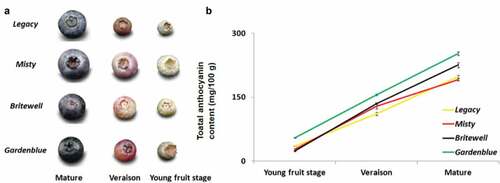 Figure 1. Total anthocyanin content of the fruits of four blueberry cultivars during development A. Young fruits, fruits at veraison and mature fruits of Legacy, Misty, Brightwell and Gardenblue. B. The total anthocyanin content of similar stages of fruit development of Legacy, Misty, Brightwell and Gardenblue. Three biological replications were performed, Means ± SD are shown.