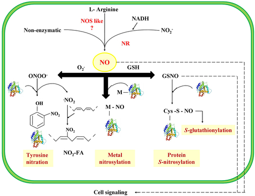 Figure 3. The proposed model of NO regulated post translational modification in plants. L-arginine dependent NOS like enzyme produces nitric oxide which can interact with reduced glutathione in the presence of oxygen to produced S- nitrosoglutathione (GSNO). The reaction between NO and superoxide radical produces peroxynitrite which can effects the protein nitration process. Nitric oxide can react with transition metals to produce metal-nitrosyl complexes. S-glutathionylation is cysteine based post translational modification comprises of disulfide bridge between cys protein and glutathione.