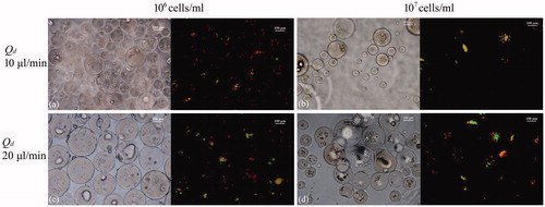 Figure 7. Live/dead and corresponding bright-field microscopy images of cell-loaded microspheres just after the preparation: (a) 106 cells/ml, Qd = 10 μl/min; (b) 107 cells/ml, Qd = 10 μl/min; (c) 106 cells/ml, Qd = 20 μl/min; (d) 107 cells/ml, Qd = 20 μl/min. Scale bar represents 100 μm.