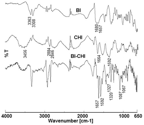 Figure 2. Fourier transform infrared spectra of (a) biotin (BI), (b) chitosan (CHI) and (c) biotin-chitosan (BICHI) conjugate.