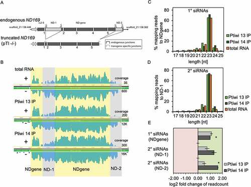 Figure 3. Ptiwi13 and 14 load transgene associated sRNAs. A: Detailed scheme of the endogenous ND169 locus (top) and the truncated transgene (bottom). Introns are numbered and brackets symbolize specific junctions. Shaded regions are not part of the transgene (ND-1 and ND-2). B: Coverage tracks of siRNAs mapped to the endogenous ND169 locus. siRNAs were separated by their direction (sense/antisense). Regions accounted for 1° siRNAs (NDgene, yellow) and 2° siRNAs (ND-1 and ND-2, grey) are highlighted. Coverage track in log scale is shown for one replicate each, while numbers on the right indicate untransformed sense and antisense coverage. C: Read length distribution of 1° siRNAs and 2° siRNAs from Ptiwi IPs and total RNA from pTI-/- injected cells. Data are shown as proportion of reads mapping to the NDgene locus and D: the ND-1 locus. E: Relative enrichment of RNA reads in Ptiwi IPs mapping to different regions of the transgene. Enrichment was calculated for the average of reads of three replicates in reference to individual Ptiwi overexpressing lines. * p-value < 0.005