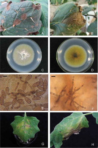 Fig. 1 (Colour online) Symptoms and morphological characters of Stemphylium solani on wild eggplant. a, Small brown spots developing on the leaves. b, Larger V-shaped blight on leaves of naturally infected wild eggplant (Solanum torvum) in the field. c, Colony of Stemphylium solani on PDA. (7-day-old), surface view. d, Colony of Stemphylium solani on PDA (7-day-old), bottom view. e, Microscopic structures of conidiophores (×400) and (f) conidia (×400). Symptoms observed in pathogenicity tests 10 days postinoculation (g) small brown spots and (h) big V-shaped blight on leaves.