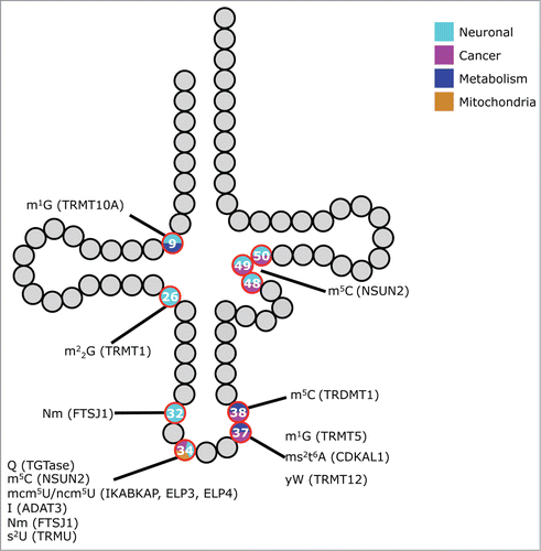 Figure 1. tRNA modification defects and phenotypes in higher eukaryotes. Schematic representation of a tRNA. Modified nucleosides that have been linked to phenotypes in higher eukaryotes are indicated as red circles. The color inside the circle denotes the type of defect observed. Chemical modifications and their causative genes (in brackets) are linked to the respective nucleoside. Gray or black residues depict nucleosides that are either unmodified or not linked to phenotypes. Abbreviations of the nucleosides follow the nomenclature of Modomics (http://modomics.genesilico.pl/).