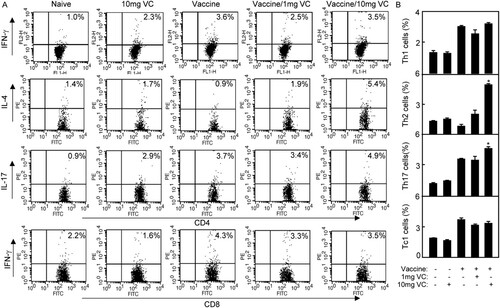 Figure 4. High dose of VC supplementation enhanced Th2 and Th17 cellular immune responses of immunized mice. Notes: The C57BL/6 mice were treated daily by intraperitoneal injection with VC. On day 7 and day 21, the mice were immunized with vaccine respectively. The mice were injected with saline, VC or vaccine alone as control groups. Four days after the second immunization, the splenocytes were prepared and analysed by flow cytometry. (A) The splenocytes were stained with anti-mouse CD4-FITC/IFN-γ-PE, anti-mouse CD4-FITC/ IL-4-PE, anti-mouse CD4-FITC/ IL-17-PE or anti-mouse CD8-FITC/ IFN-γ-PE mAbs. The CD4+IFN-γ+ cells were counted relatively to total CD4+ T cells for Th1; the CD4+IL-4+ cells were counted relatively to total CD4+ T cells for Th2; the CD4+IL-17+ cells were counted relatively to total CD4+ T cells for Th17cell analysis. The CD8+ cells were gated and CD8+IFN-γ+ cells were counted relatively to total CD8+ T cells for Tc1cell analysis. (B) The statistical results of Th1, Th2, Th17 and Tc1were shown. Shown in each panel is 1 of at least 3 experiments with similar results. Bar, mean and SD from 3 independent experiments, each using at least three mice per group (n = 3); *p < .05.