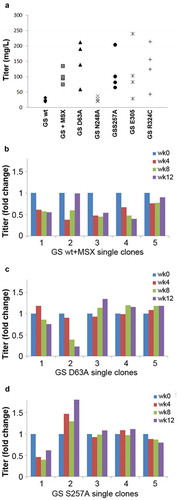 Figure 5. Comparison of the novel GS mutants to GSwt as a selection marker in generating stable antibody-producing cell lines. (a) Comparison of the antibody GA101 titer production in CHO-GS−/- clone 1 stable pools generated using GSwt, GSwt + 25 µM MSX, and the various GS mutants (as labeled) as the selection condition. The antibody GA101 was expressed in a tricistronic vector configuration. (b) Stability assessment of antibody titer from single clones isolated from one of the GSwt + MSX stable pools over at least 60 generations. Titers were normalized to week 0 (MSX removal) for each clone in L-glutamine-free media. (c) Stability assessment of antibody titer from single clones isolated from one of the GS (D63A) stable pools over at least 60 generations. Titers were normalized to week 0 for each clone in L-glutamine-free media. (d) Stability assessment of antibody titer from single clones isolated from one of the GS (S257A) stable pools over at least 60 generations. Titers were normalized to week 0 for each clone in L-glutamine-free media.